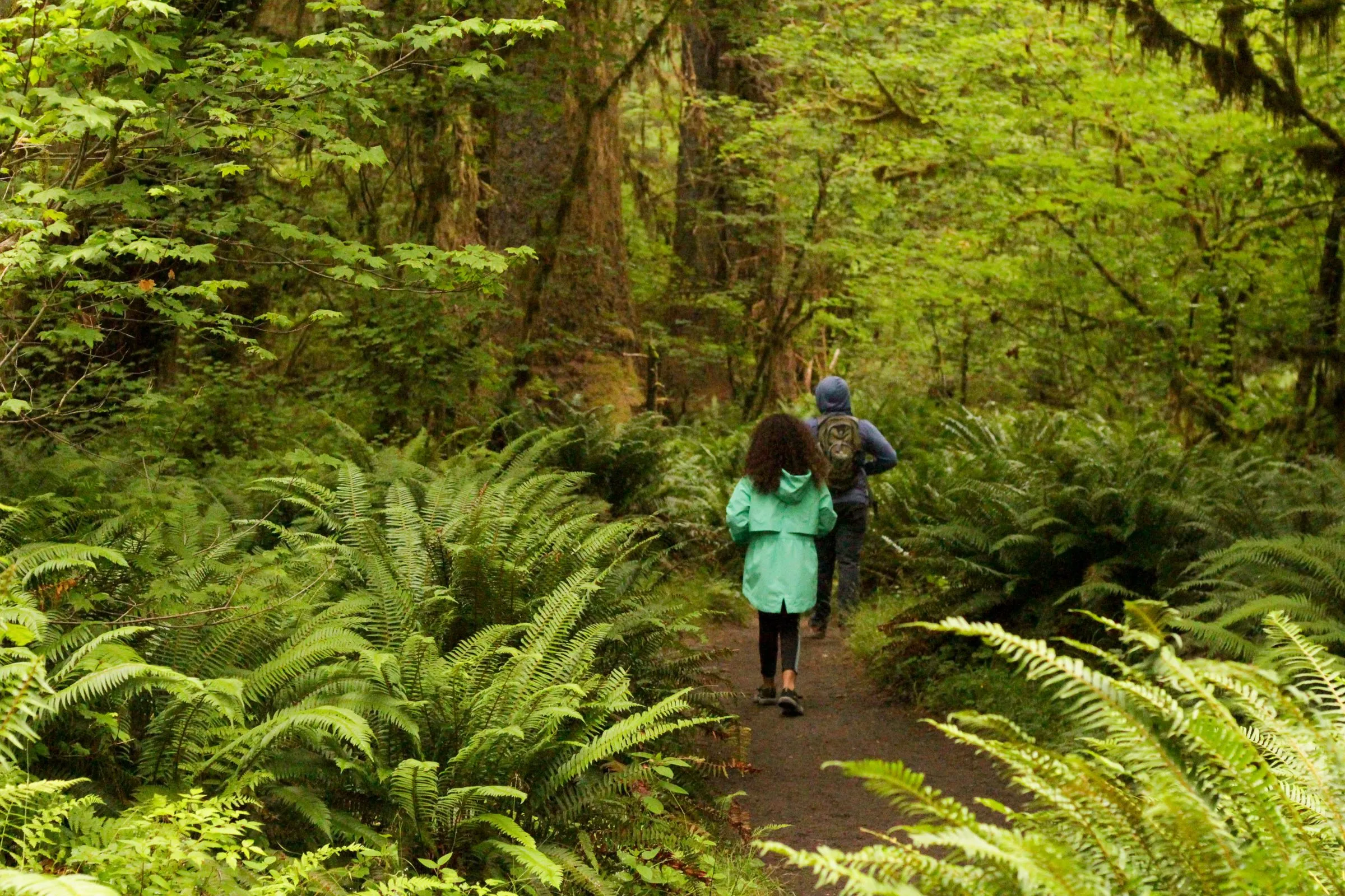 Two hikers on a fern-lined forest trail in Washington